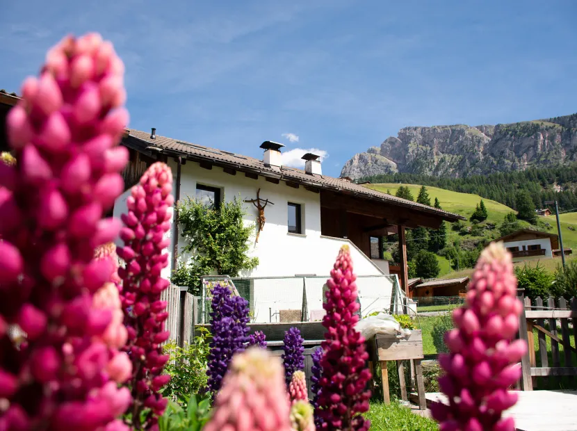 Apartments Rainell