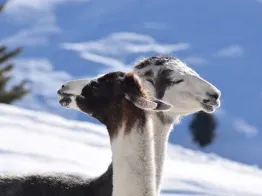 Schgaguler Schwaige