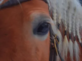 Horse Riding Ortisei
