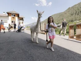 Alpaca Val Gardena