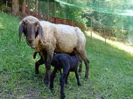 Petting zoo at the Adventure Park "Col de Flam"