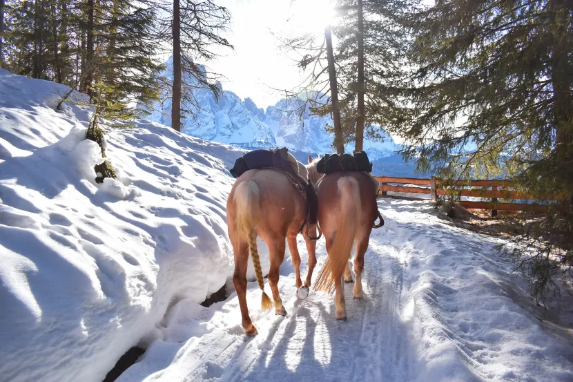 Horse Riding Ortisei