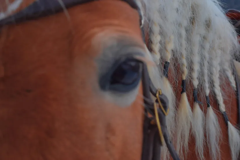 Horse Riding Ortisei